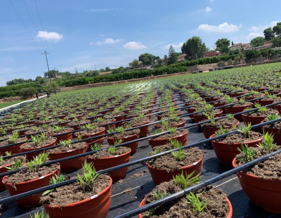 automatizaciones-de-riego automatizaciones-de-riego