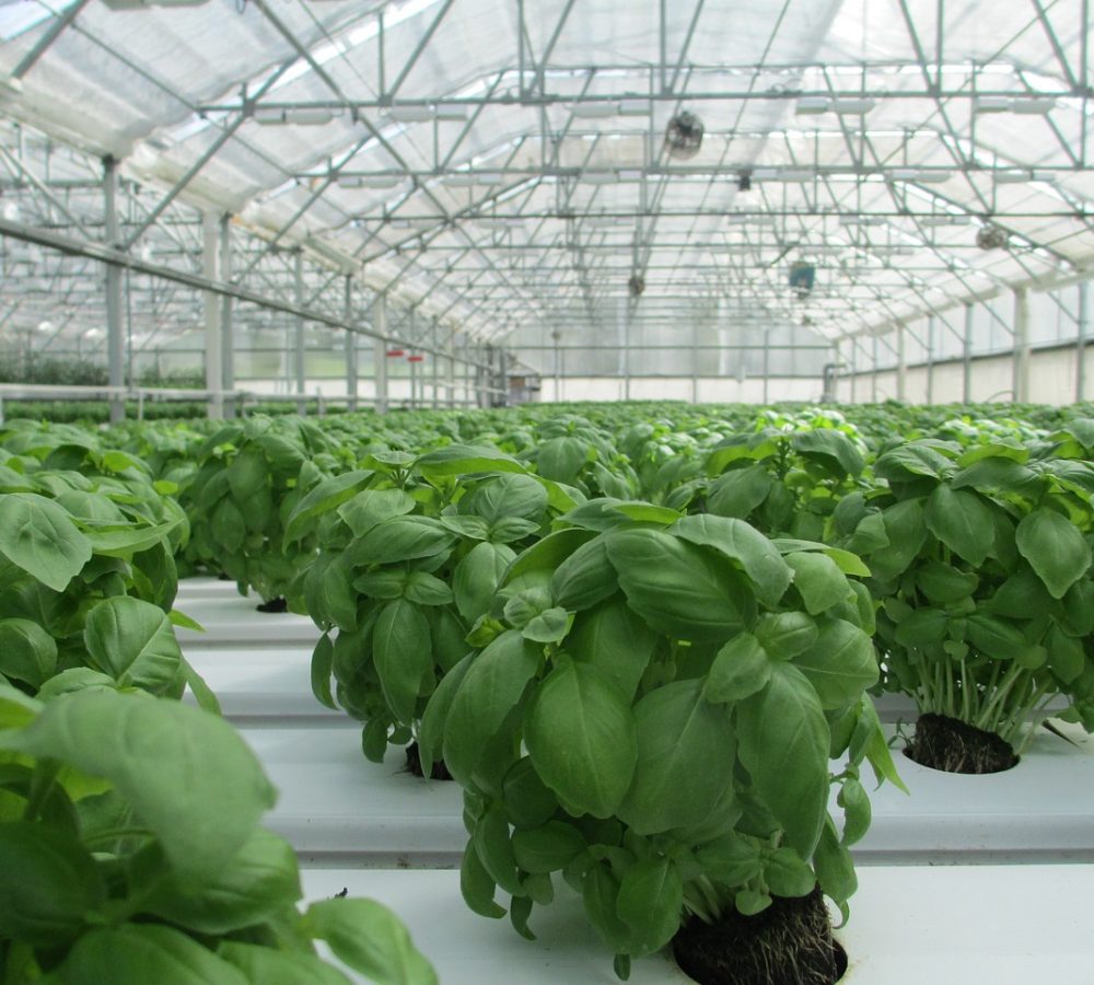 invernaderos invernaderos